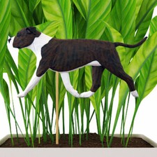 Piantana Per American Staffordshire Bull Terrier Brindle/Bianco Non Tagliato