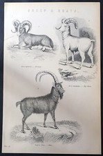 1870 Mackenzie & Co stampa