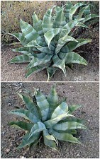 10 semi di agave marmorata