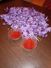 zafferano pistilli (piana di