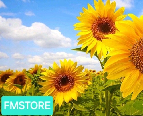 Girasole gigante sunflower - -,