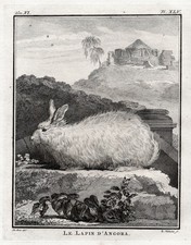 Coniglio Angora Incisione In