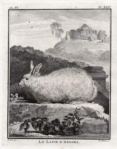 Coniglio angora incisione - coniglio,
