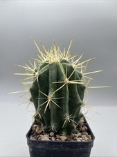 ferocactus stainesi Spina