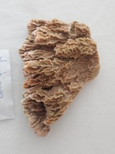 Corail dur Montipora Conf – Élevé en aquarium – Détails naturels uniques – CITES