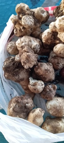 Tuberi carciofo di - tuberi,