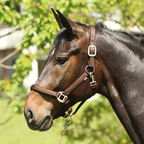 Eldorado briglia nylon per - briglia,