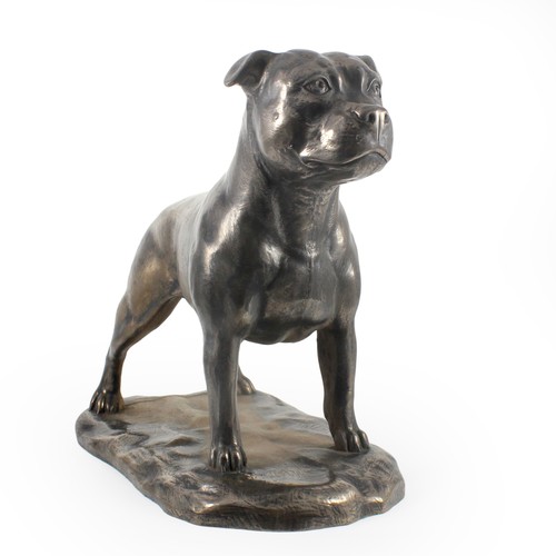 Staffordshire bull terrier - bull,