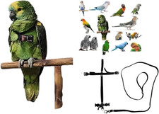 PETTORINA PAPPAGALLI NERA