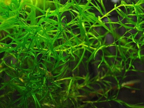 Pianta piante vera acquario - vera, 7