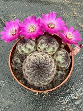 2PCS Pianta Succulenta Multi
