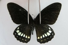 PA7942. Insetti farfalle: Papilio sp. Vietnam. Thac Mai