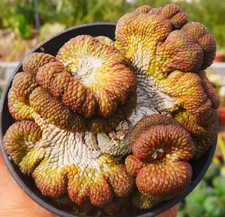 Rare Cacti Coryphantha