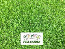 SEMI DI GRAMIGNA CYNODON DACTYLON PRATO TAPPETO ERBOSO GR.500 IRRIGAZIONE