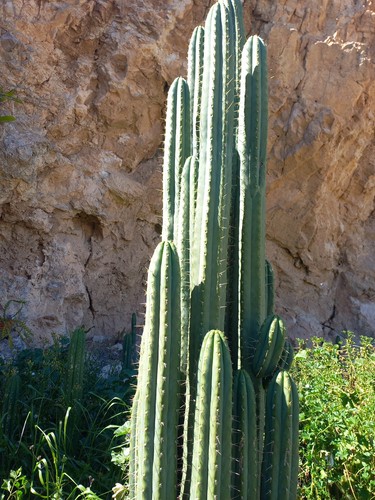 Peruvian torch cacti - , cm