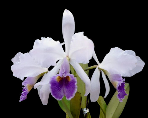 Specie orchidea cattleya - orchidea,