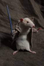 taxidermie petit rat magicien
