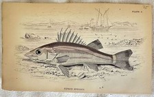NIPHON SPINOSUS  PESCI