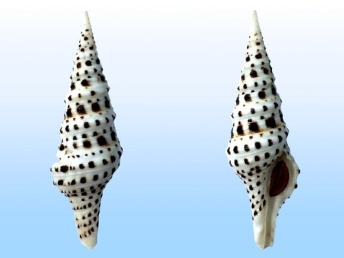 Turridae turris babylonia - turridae,,
