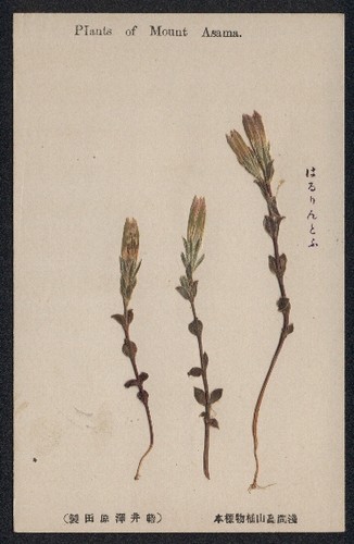 Fiori secchi tre - secchi,