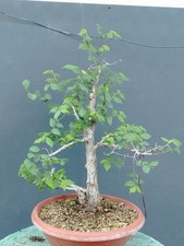 Bonsai Carpino Bianco 50x10cm