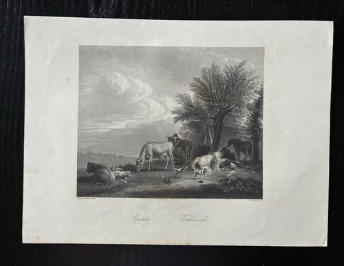 1850 cattle van der - van,