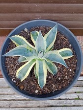 Agave Ovatifolia Orca 20-22