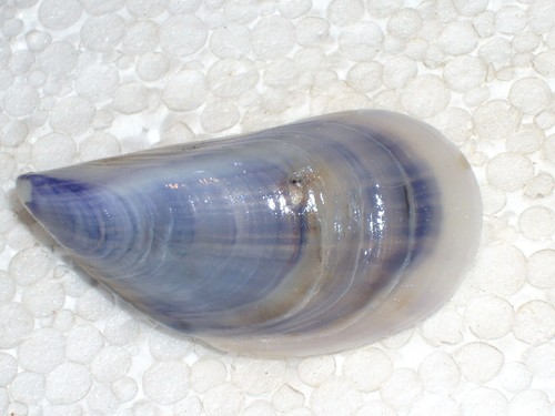 Mytilus galloprovincialis - mytilus,