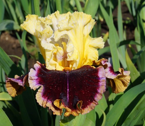 Iris twilight rhapsody - iris, tb,