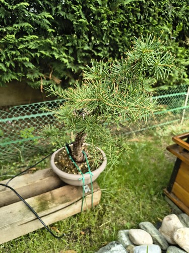 Larice europeo prebonsai - europeo,