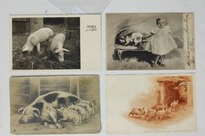 PIG MAIALE-LOTTO 4 CARTOLINE-C61-192
