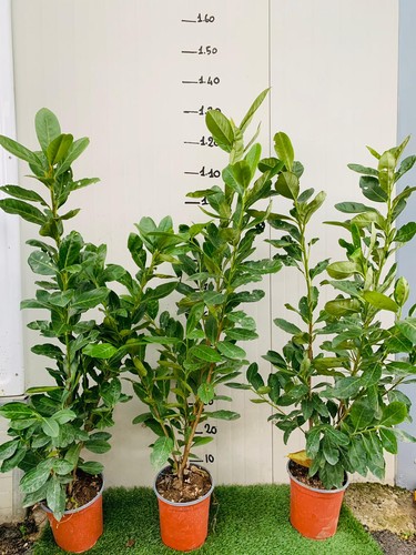 Piante lauro ceraso - di,