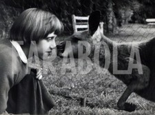 Foto vintage canguro