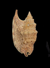 Conchiglia Shell EUPROTOMUS