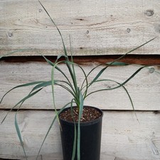 Yucca ibrida: (fil/flac x