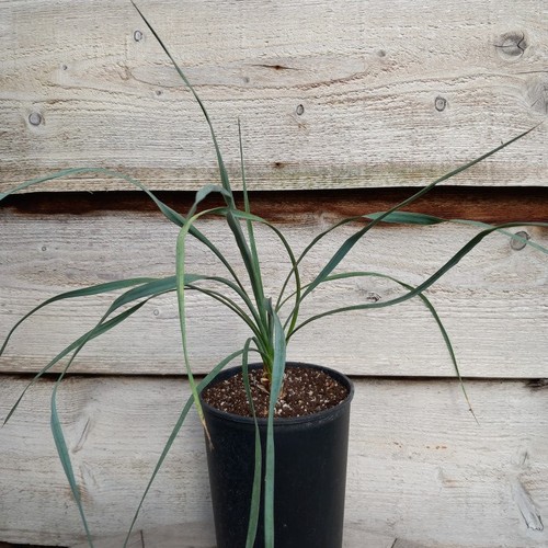 Yucca ibrida fil flac x - yucca, ibrida:
