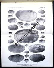 Paléontologie: Cossmann