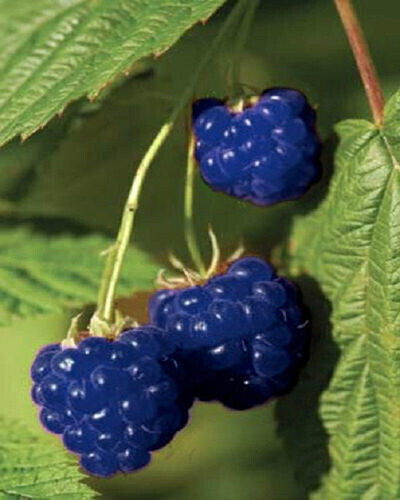 Semi lampone blu raspberry - 25,