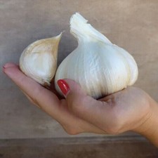 Semi aglio gigante - gigante,,