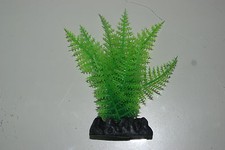 Felce Verde Foglia Larga