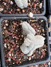 Pelecyphora aselliformis