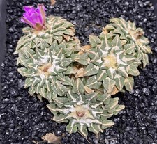 Vendita Raro Cactus Ariocarpus kotschoubeyanus WYSIWYG autoradicate multi teste