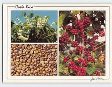 Cartolina Caffè in grani fiori e bacche in Costa Rica