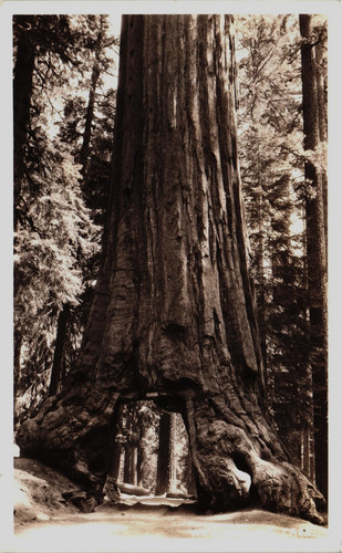 Wawona big tree - big,