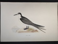 Sooty Tern, History British Birds Morris, Fawcett, Stampa 1870