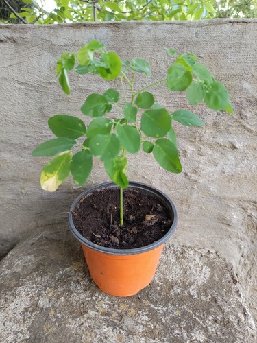 Pianta moringa oleifera vaso - oleifera,