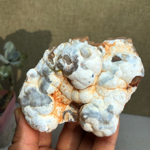 Raro bonsai suiseki - raro, di