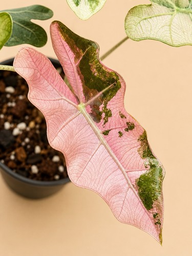 Rare pink pseudo - pink,