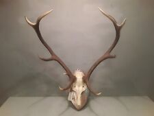  Vecchio Trofeo Corna Di Cervo Con Scudo In Legno 