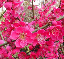 Prunus Mume Benichidori vaso 9